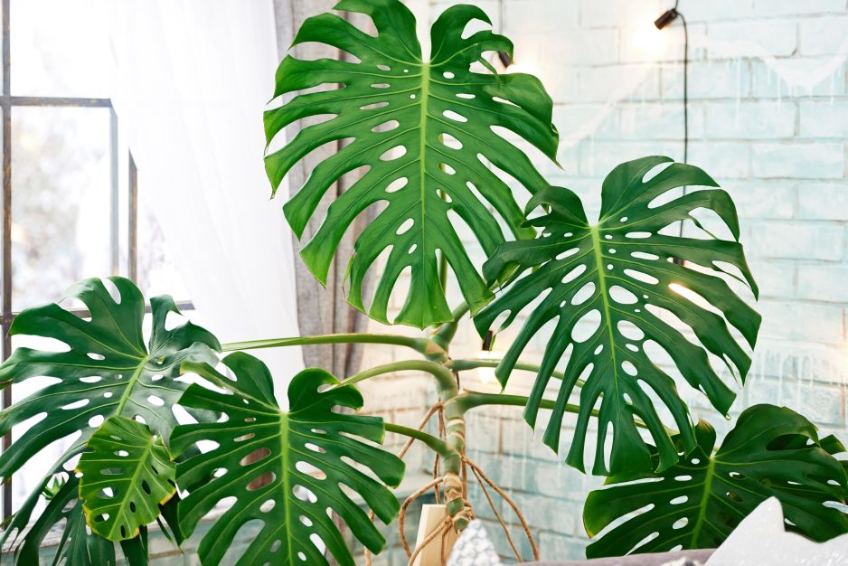 monstera