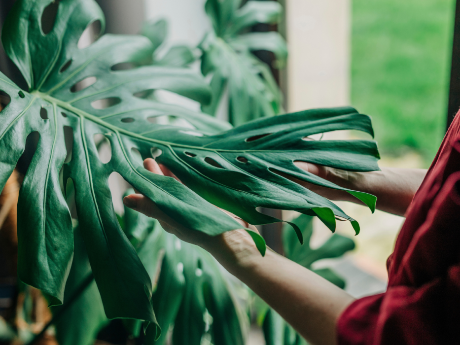 monstera
