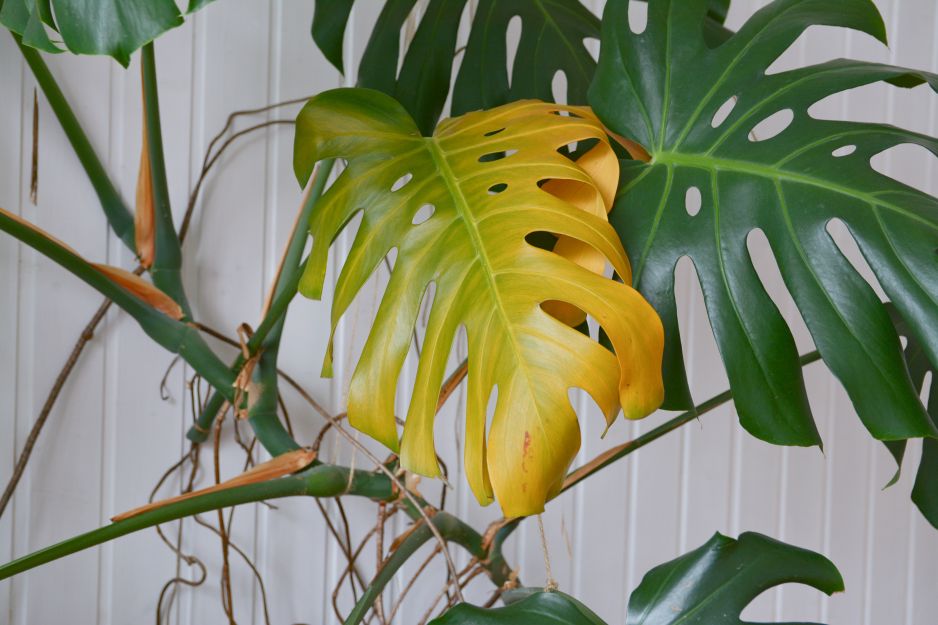 monstera
