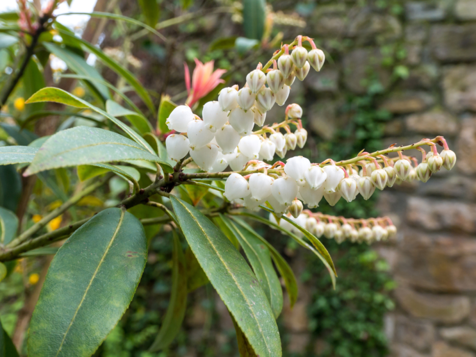 pieris