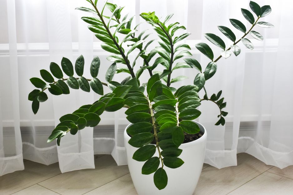 zamioculcas