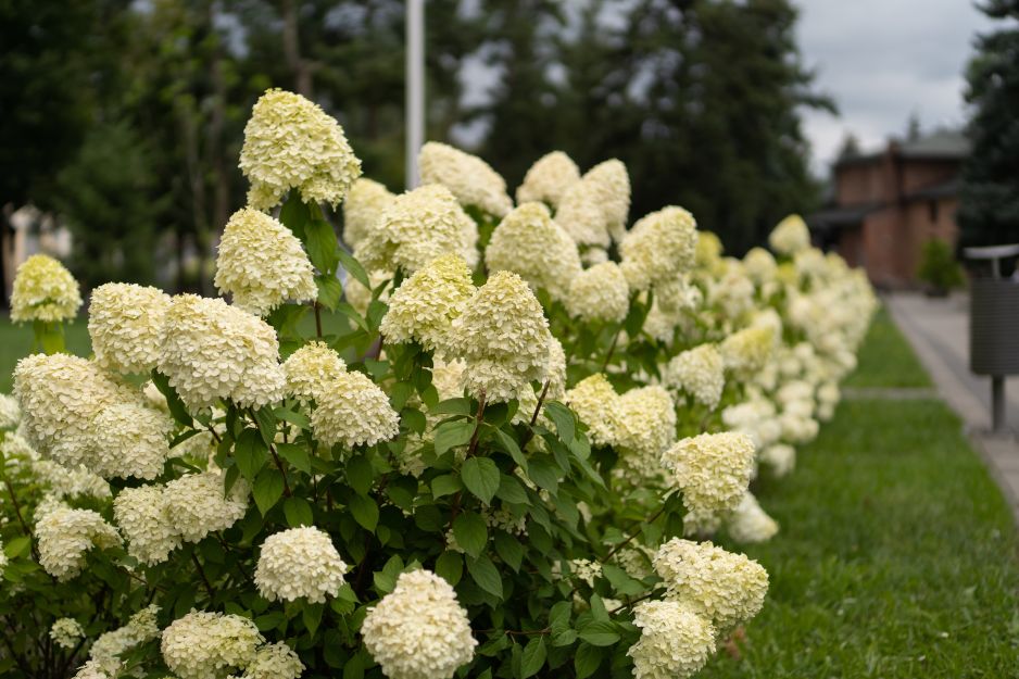 hortensje