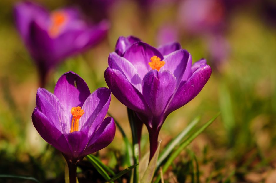 krokus