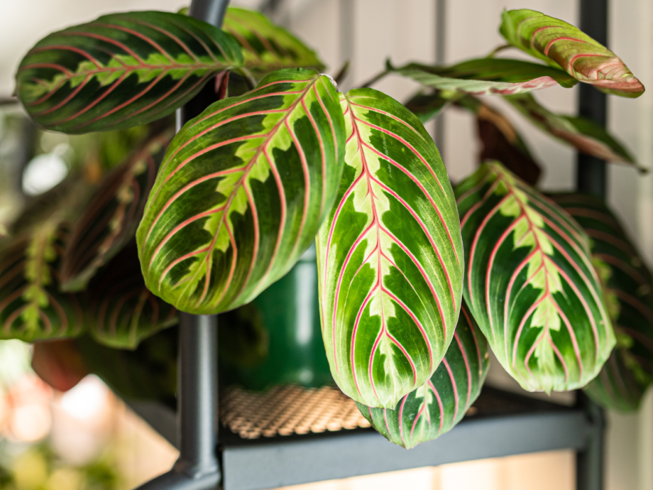 maranta