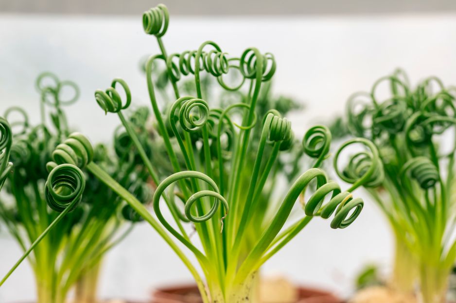 albuca