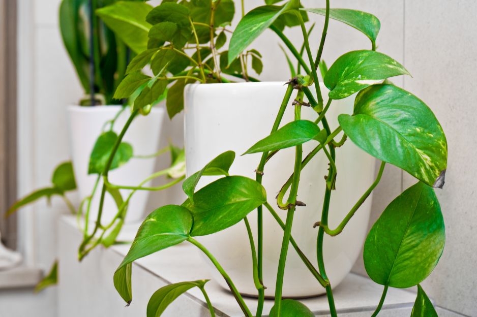epipremnum