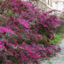 Loropetalum chińskie