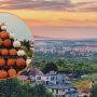 Farma dyniowa w Kielcach