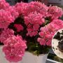 pelargonie nazwóz z fusów