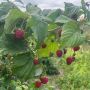 maliny