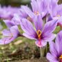 krokus jesienny