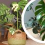 monstera