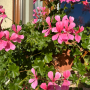 pelargonie